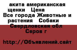 акита американская.щенки › Цена ­ 75 000 - Все города Животные и растения » Собаки   . Свердловская обл.,Серов г.